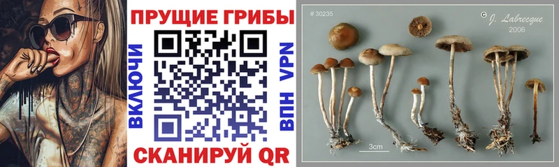 МЕГА сайт  Волчанск  Галлюциногенные грибы Magic Shrooms 